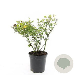 Rosa (P) Yellow Fairy GM C1.3