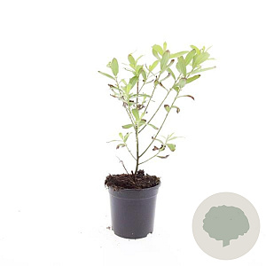 Salix gracilistyla 'Mt. Aso' GM C1.3