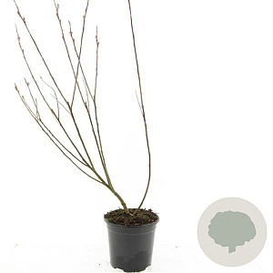 Salix gracilistyla 'Mt. Aso' GM C1.3