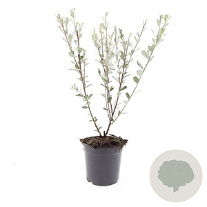 Salix repens GM C1.3