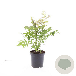Sorbaria sorbif. 'Sem' GM C1.3