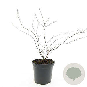 Spiraea cinerea 'Grefsheim' GM C1.3