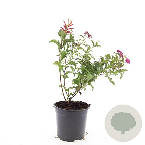 Spiraea jap. 'Crispa' GM C1.3