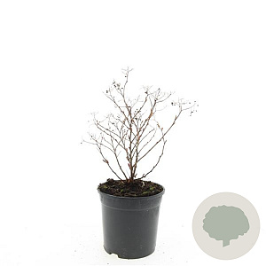 Spiraea jap. 'Genpei' GM C1.3