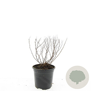 Spiraea jap. 'Goldflame' GM C1.3