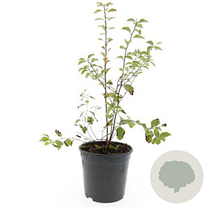 Spiraea vanhouttei GM C1.3