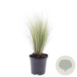 Stipa tenuissima 'Ponytails' GM C1.3
