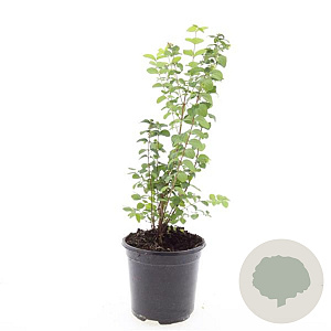 Symphoricarpos d. 'Magic Berry' GM C1.3