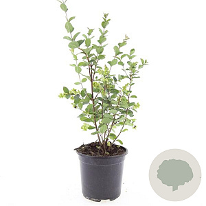 Symphoricarpos Magical Galaxy GM C1.3