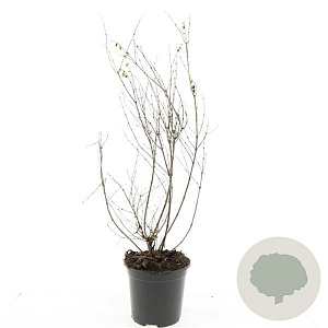 Symphoricarpos Magical Galaxy GM C1.3
