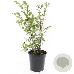 Symphoricarpos Magical Galaxy GM C1.3