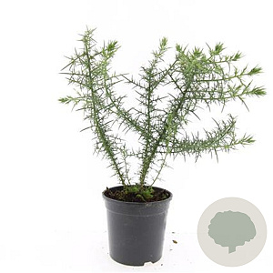 Ulex europaeus GM C1.3