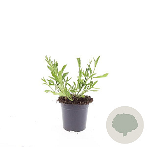 Verbena bonariensis GM C1.3