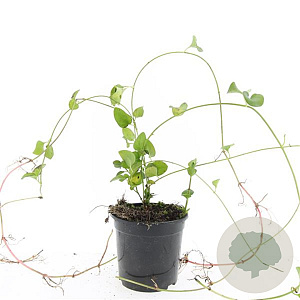 Vinca major GM C1.3