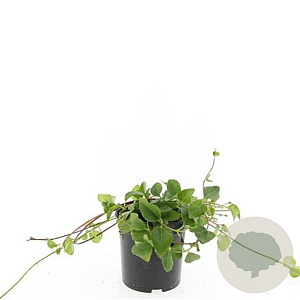 Vinca major GM C1.3