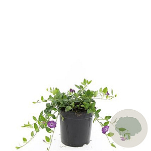 Vinca minor 'Atropurpurea' GM C1.3