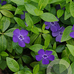 Vinca minor 'La Grave' GM C1.3