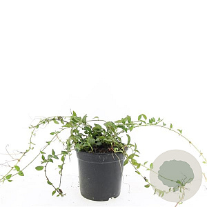 Vinca minor GM C1.3