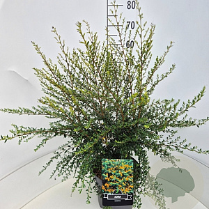 Azara microphylla 60-70 cm 10L