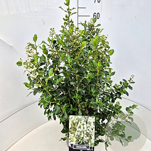 Escallonia 'Iveyi' 50-60 cm 20L