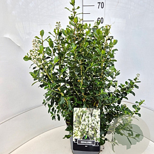 Escallonia 'Iveyi' 50-60 cm 20L