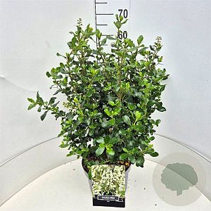 Escallonia 'Iveyi' 50-60 cm 20L