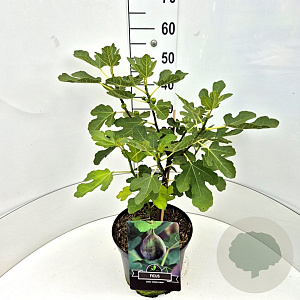 Ficus car. 'Brown Turkey' 40-50 cm 10L