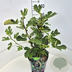 Ficus car. 'Brown Turkey' 40-50 cm 10L