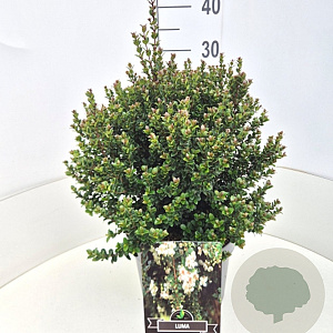 Luma apiculata 30-40 cm 10L