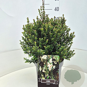 Luma apiculata 30-40 cm 10L