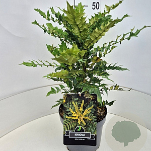Mahonia media 'Winter Sun' 40-50 cm 10L