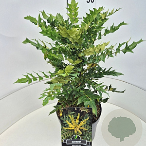 Mahonia media 'Winter Sun' 40-50 cm 10L