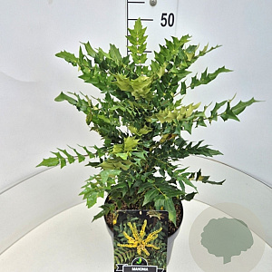 Mahonia media 'Winter Sun' 40-50 cm 10L