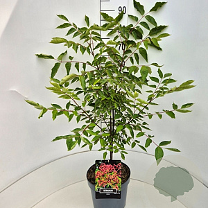 Tetradium daniellii 80-100 cm 10L
