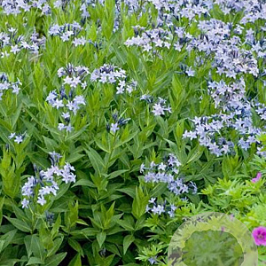 Amsonia 'Blue Ice' GM  P11