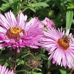 Aster n.-a. 'Barr's Pink' GM P9