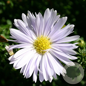 Aster n.-b. 'Porzellan' GM P9