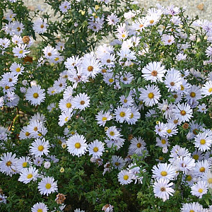 Aster n.-b. 'Porzellan' GM P9