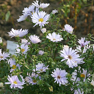 Aster n.-b. 'Porzellan' GM P9