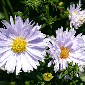 Aster n.-b. 'Porzellan' GM P9