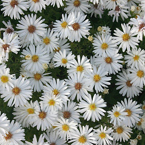 Aster (D) 'Niobe' GM P9
