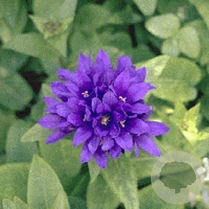 Campanula glom. 'Superba' GM P9