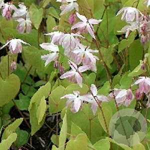 Epimedium y. 'Roseum' GM P9