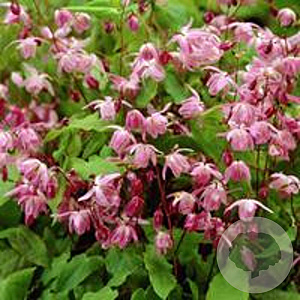 Epimedium y. 'Roseum' GM P9