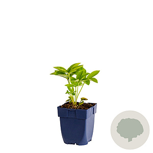 Helleborus o. 'White Lady' GM  P11