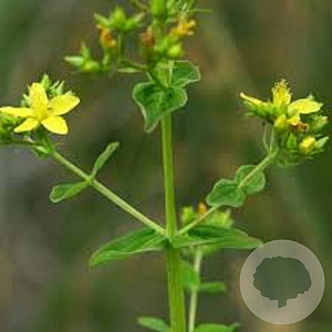Hypericum tetrapterum GM P9
