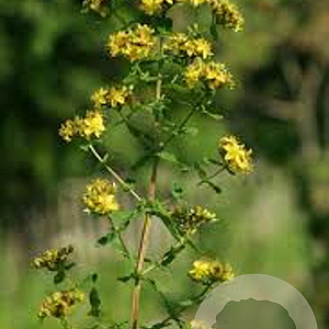Hypericum tetrapterum GM P9