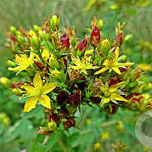 Hypericum tetrapterum GM P9