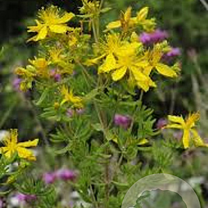 Hypericum tetrapterum GM P9