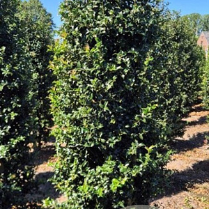 Ilex aquipernyi Dragon Lady 200-225 cm draadkluit extra